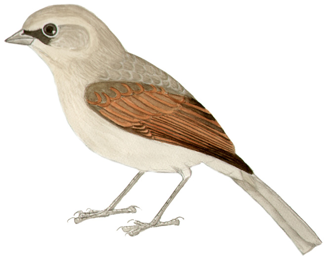 Historical image associated with Bay-winged Cowbird