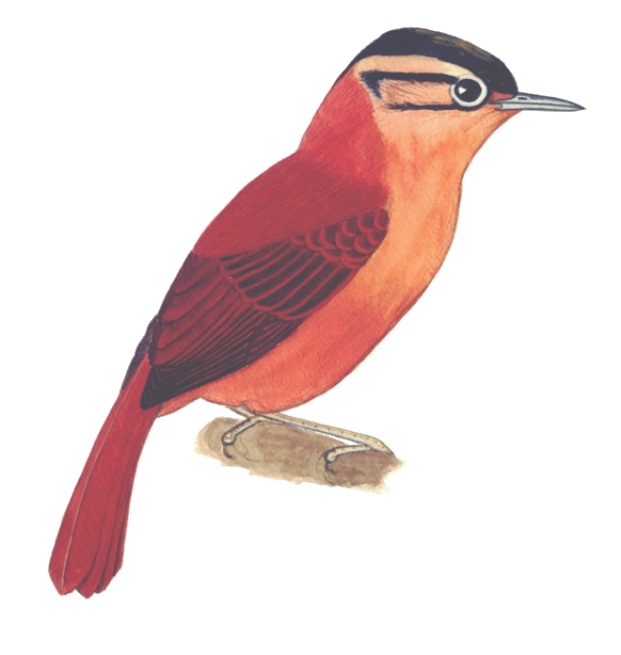 Historical image associated with Black-capped Foliage-gleaner