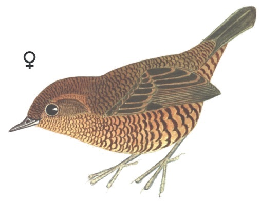 Historical image associated with Mouse-colored Tapaculo
