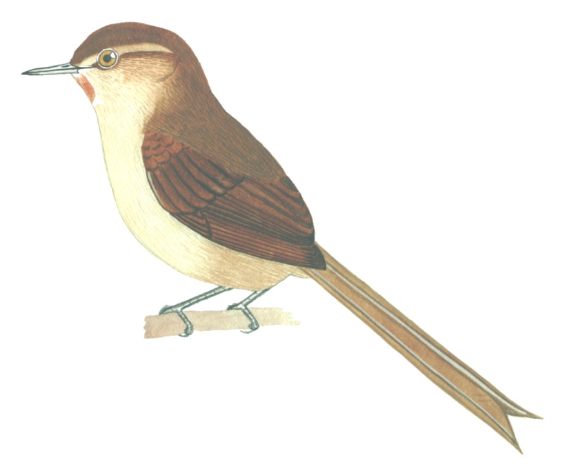 Historical image associated with Itatiaia Thistletail