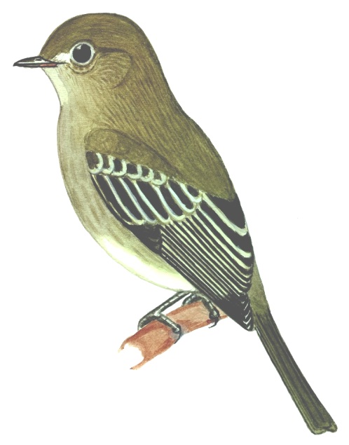Historical image associated with Olivaceous Elaenia