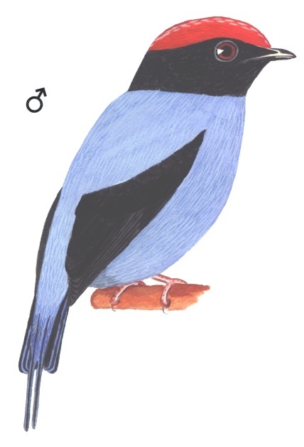 Historical image associated with Swallow-tailed Manakin