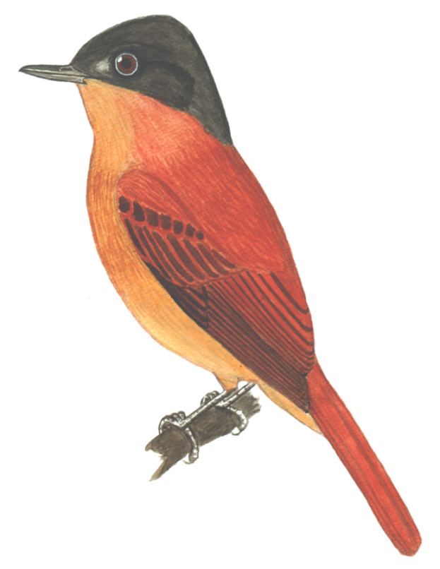 Historical image associated with Rufous-tailed Attila