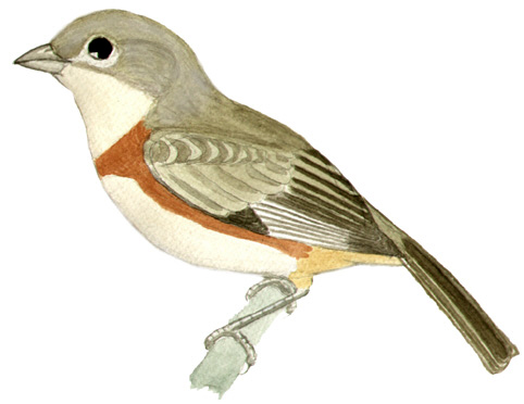 Historical image associated with Bay-chested Warbling-Finch