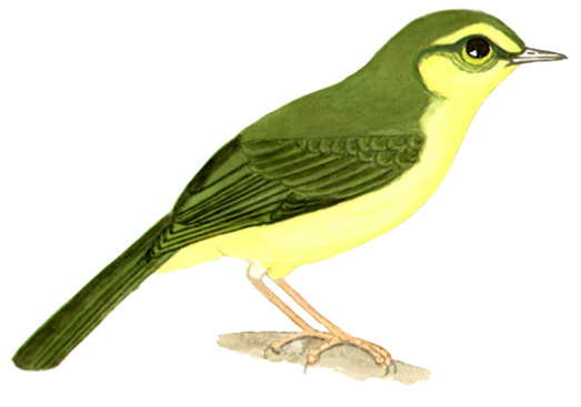 Historical image associated with Flavescent Warbler