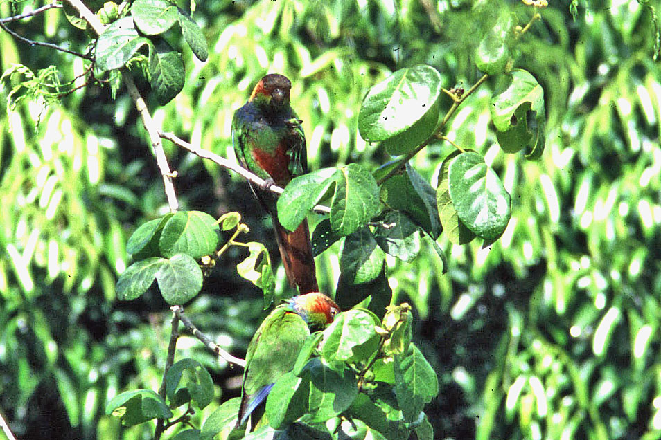 Historical image associated with Ochre-marked Parakeet