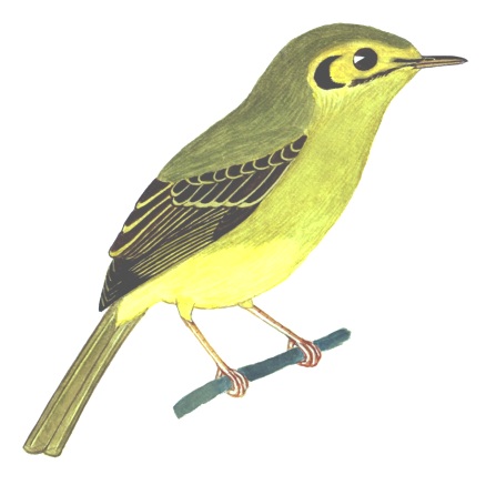 Historical image associated with São Paulo Tyrannulet
