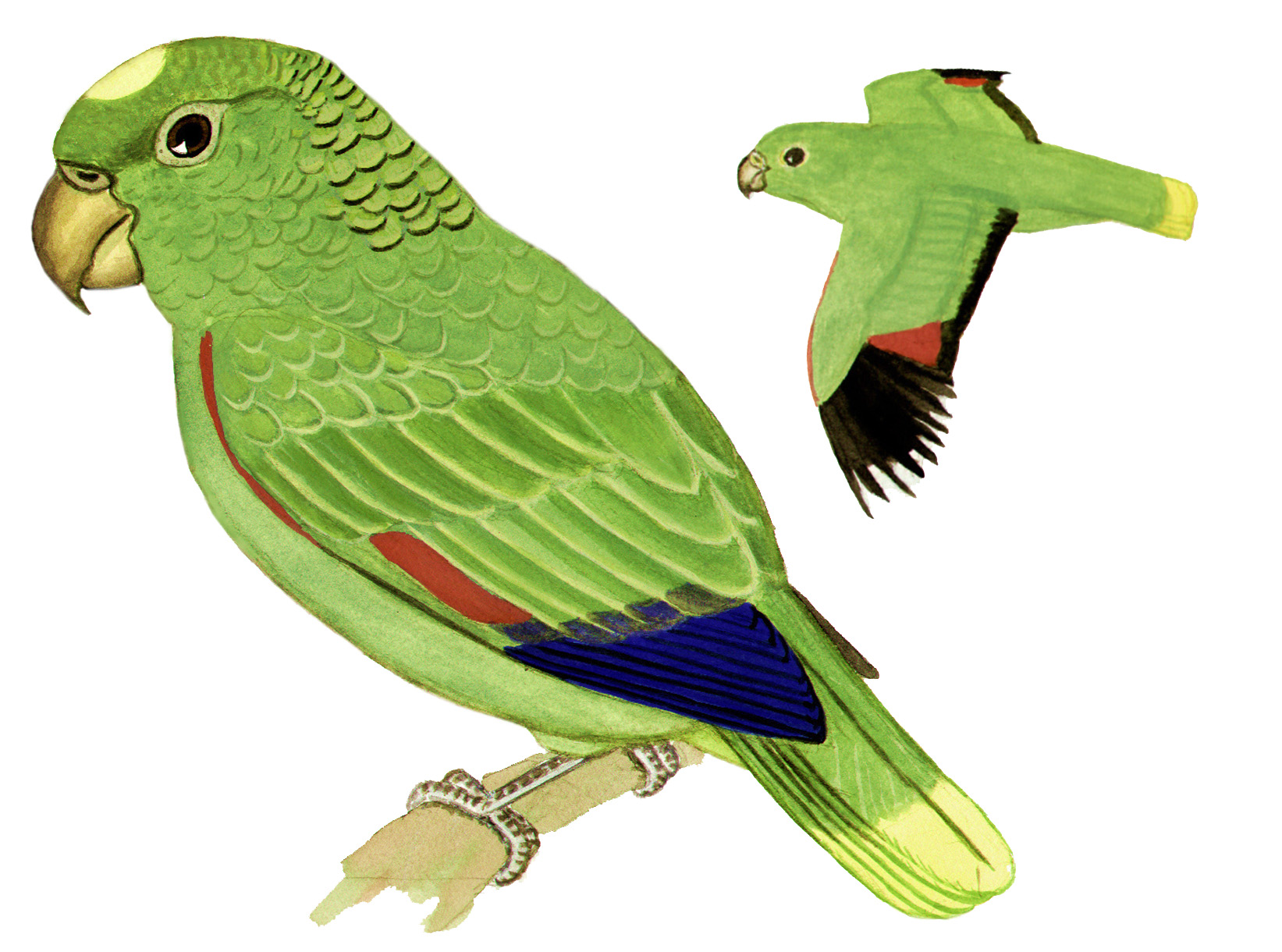 Historical image associated with Mealy Parrot