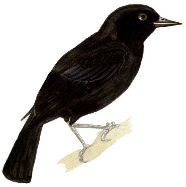Historical image associated with Unicolored Blackbird