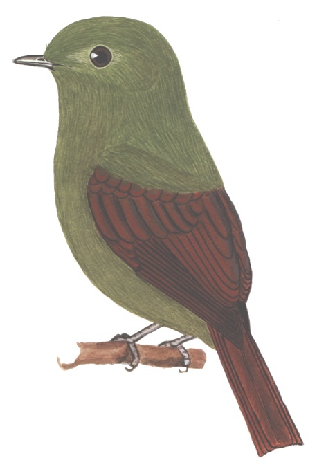 Historical image associated with Greenish Manakin