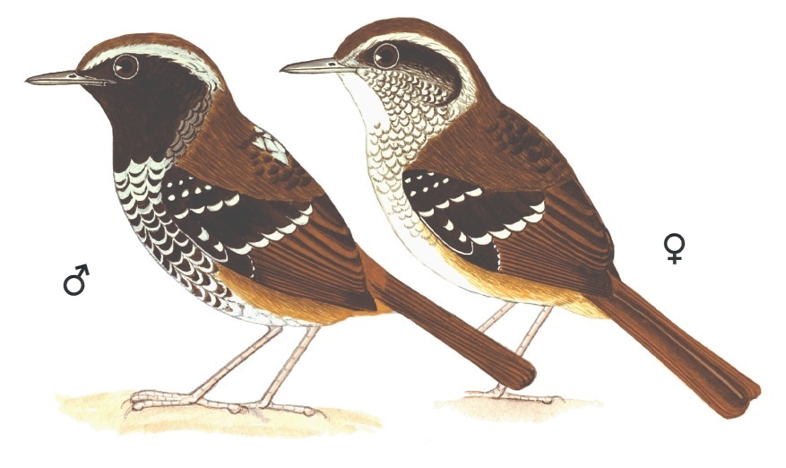 Historical image associated with Squamate Antbird