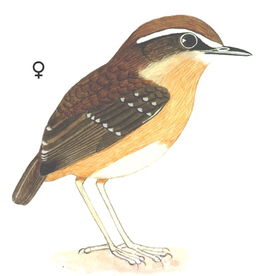 Historical image associated with Black-cheeked Gnateater