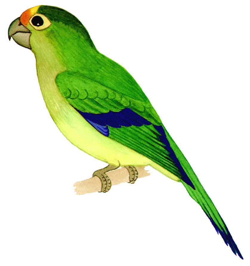 Historical image associated with Peach-fronted Parakeet