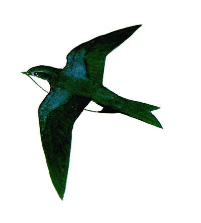 Historical image associated with Blue-and-white Swallow