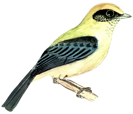 Historical image associated with Burnished-buff Tanager