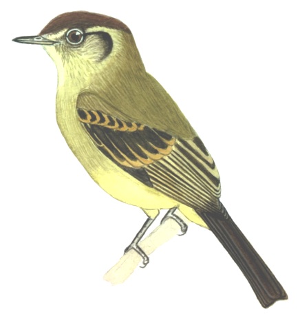 Historical image associated with Sepia-capped Flycatcher