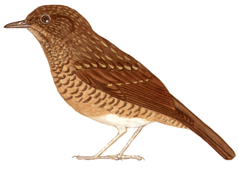 Historical image associated with Cocoa Thrush