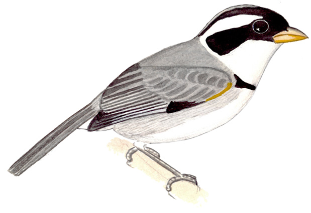 Historical image associated with Saffron-billed Sparrow