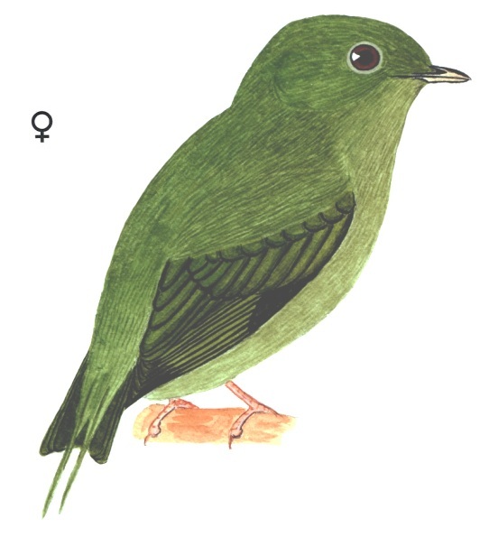 Historical image associated with Swallow-tailed Manakin