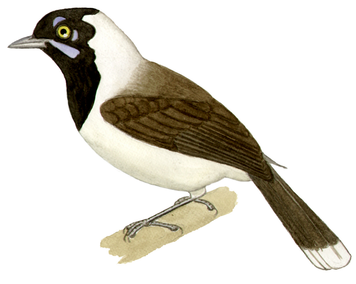 Historical image associated with White-naped Jay