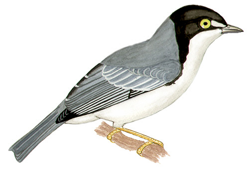 Historical image associated with Hooded Tanager