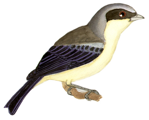 Historical image associated with Fawn-breasted Tanager