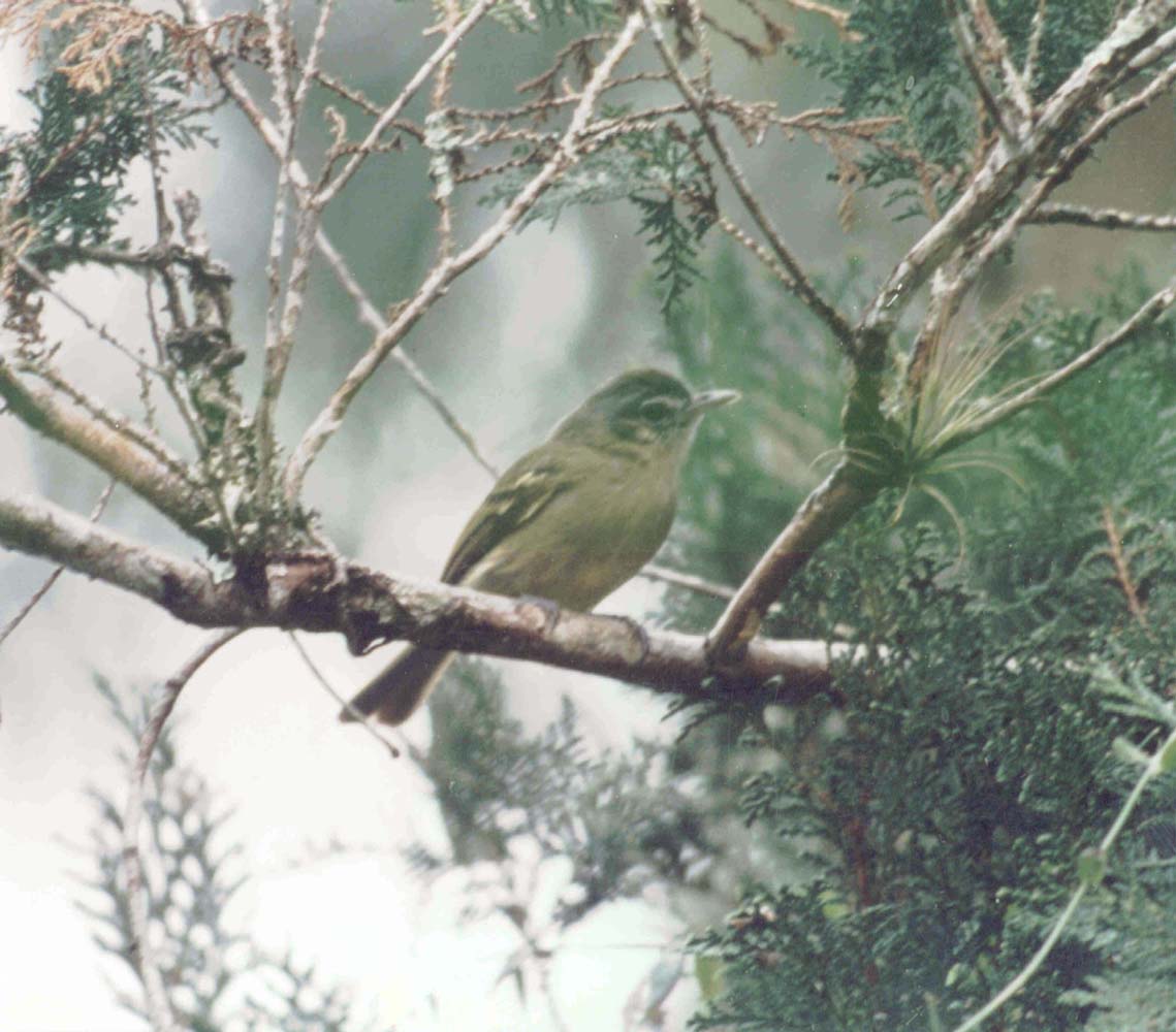 Historical image associated with Yellow-olive Flycatcher