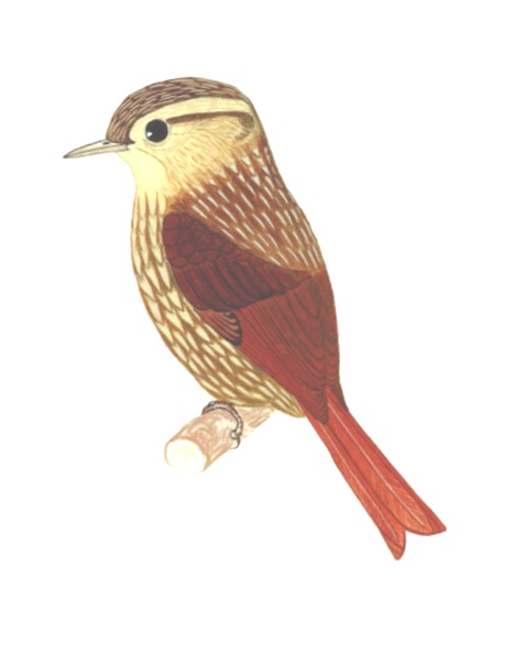 Historical image associated with Sharp-billed Treehunter