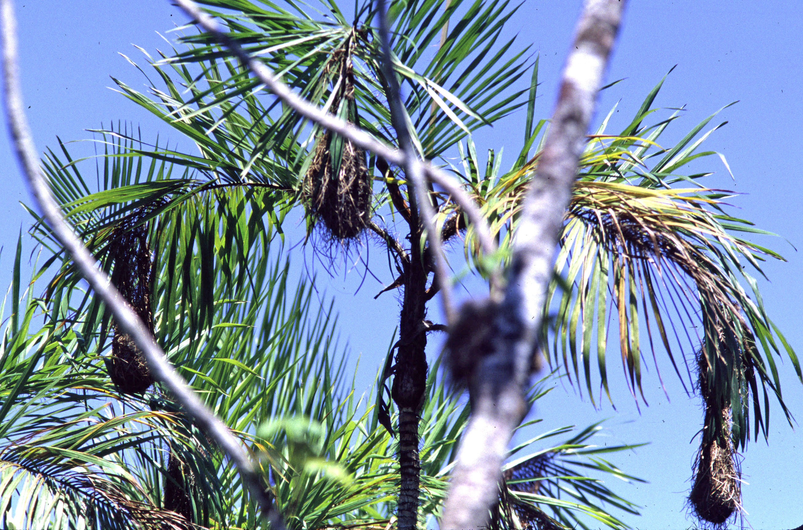 Historical image associated with Red-rumped Cacique