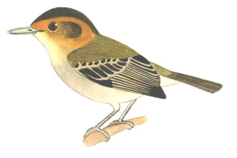 Historical image associated with Ochre-faced Tody-Flycatcher