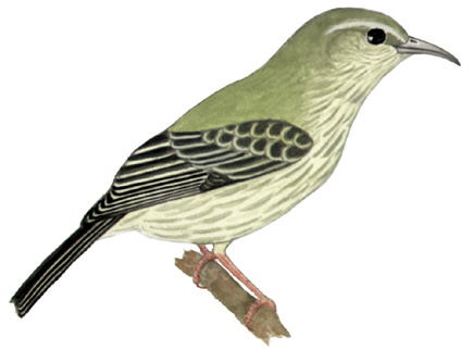 Historical image associated with Red-legged Honeycreeper