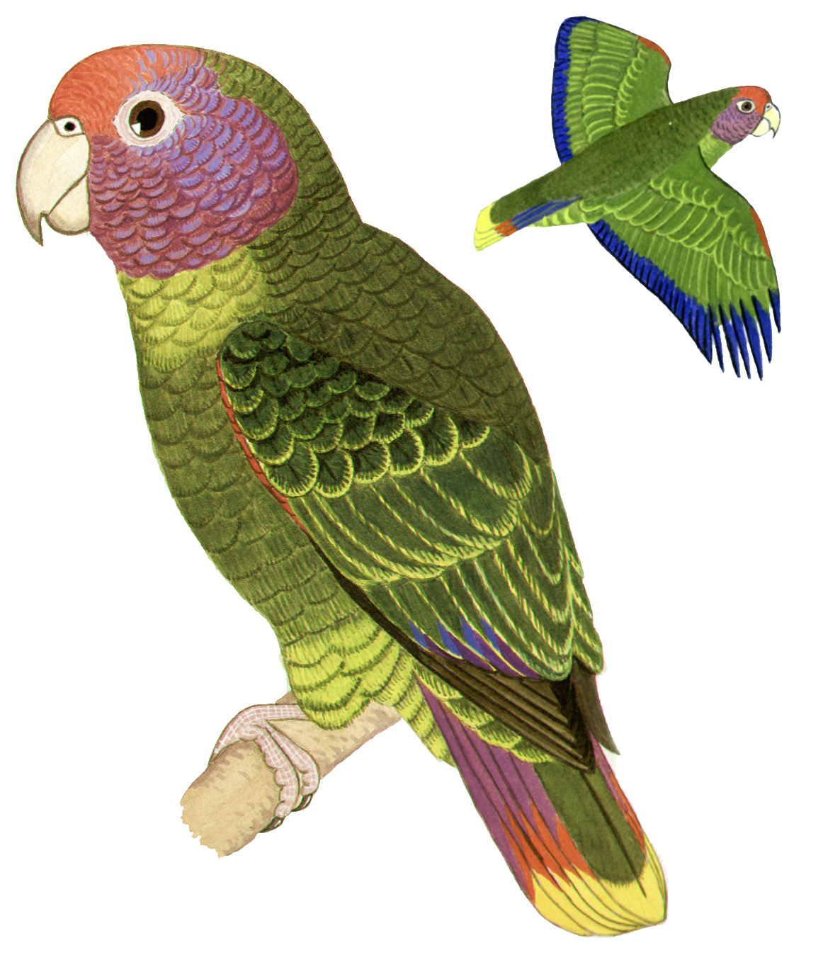 Historical image associated with Red-tailed Parrot