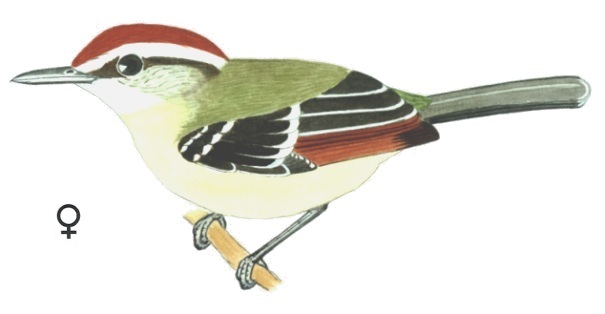 Historical image associated with Rufous-winged Antwren