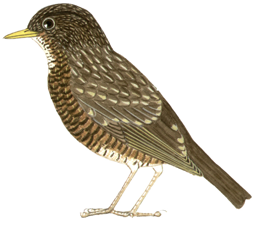 Historical image associated with Creamy-bellied Thrush