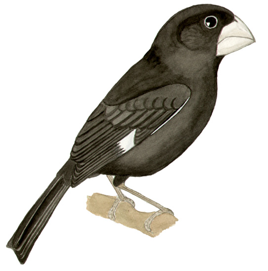 Historical image associated with Great-billed Seed-Finch