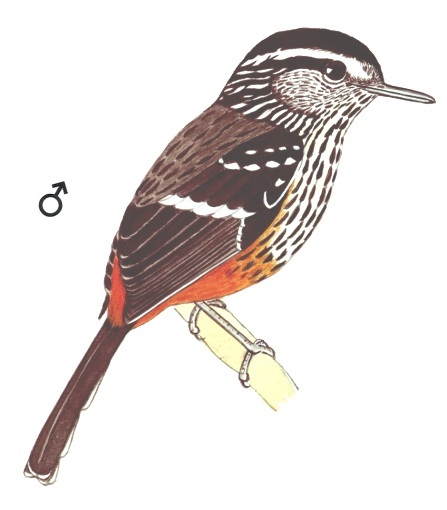 Historical image associated with Ochre-rumped Antbird