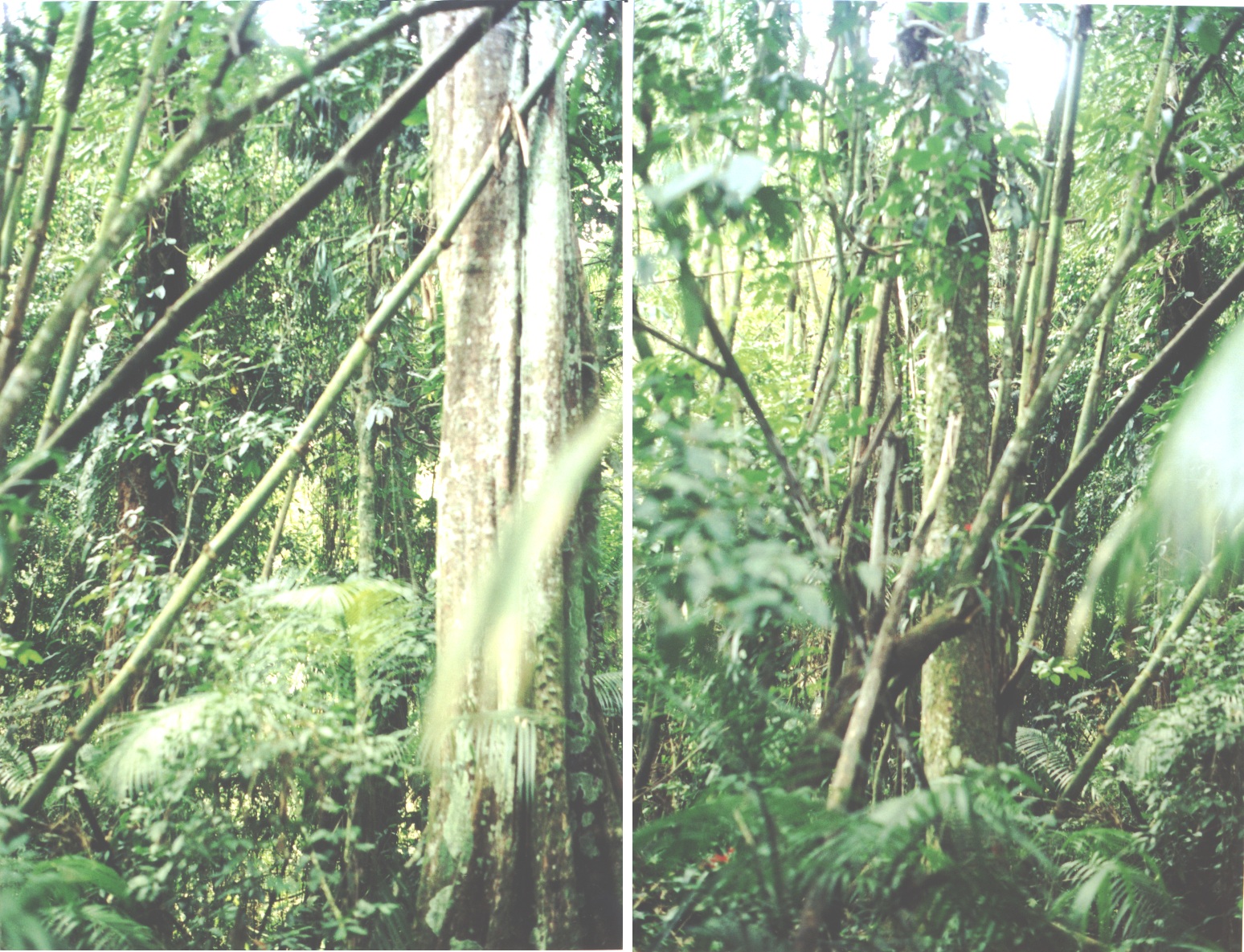 Historical image associated with Fork-tailed Pygmy-Tyrant