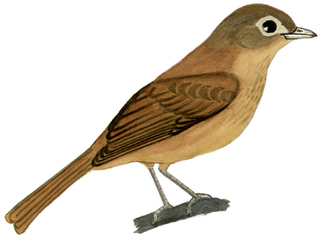 Historical image associated with Ruby-crowned Tanager