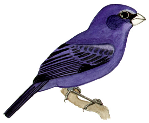 Historical image associated with Indigo Grosbeak