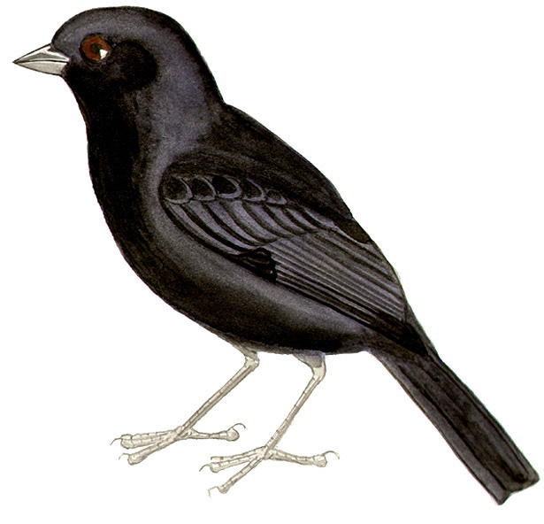 Historical image associated with Screaming Cowbird