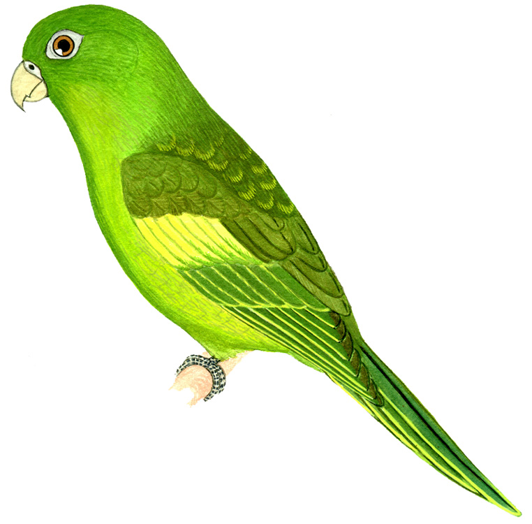 Historical image associated with Yellow-chevroned Parakeet
