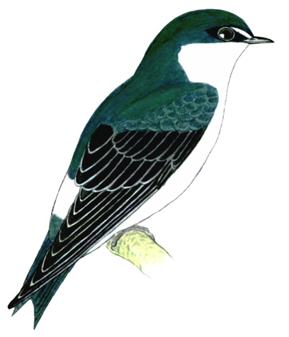 Historical image associated with White-rumped Swallow