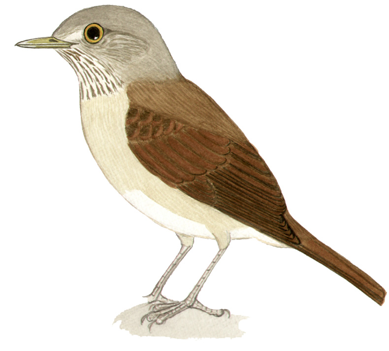 Historical image associated with Pale-breasted Thrush