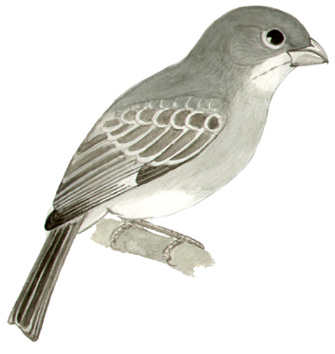 Historical image associated with Plumbeous Seedeater