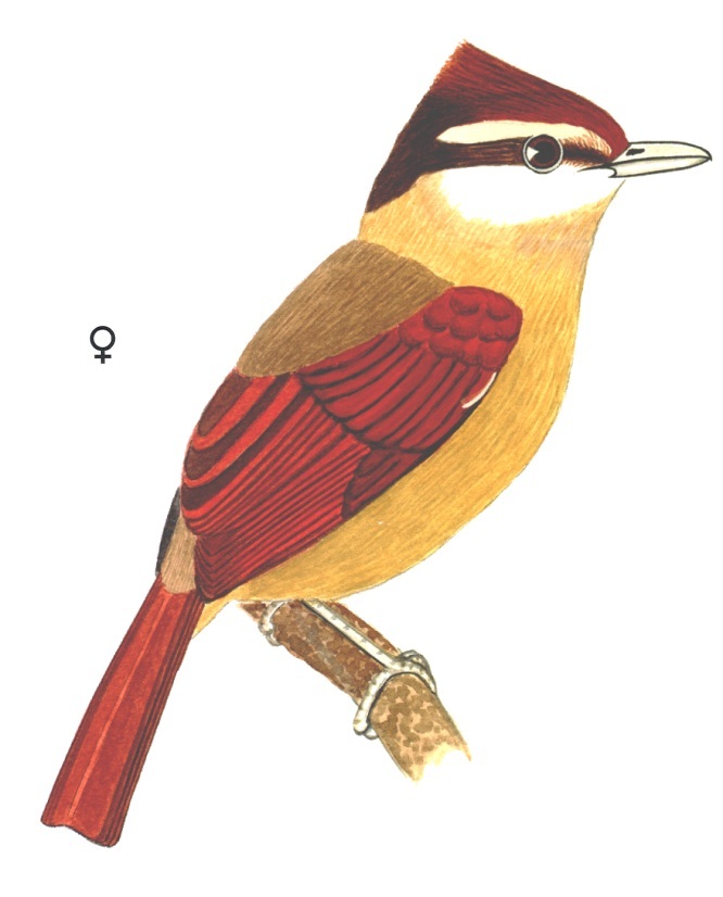 Historical image associated with White-bearded Antshrike