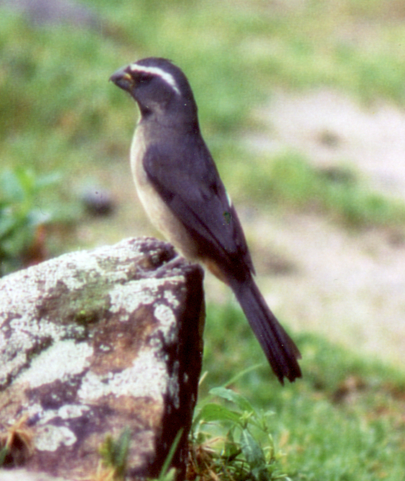 Historical image associated with Thick-billed Saltator