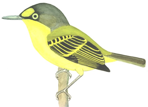 Historical image associated with Yellow-lored Tody-Flycatcher