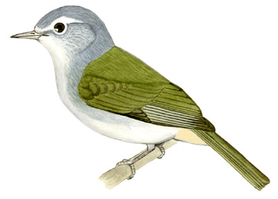 Historical image associated with Chestnut-vented Conebill
