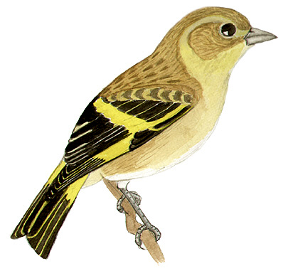 Historical image associated with Hooded Siskin
