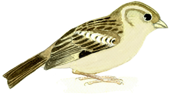 Historical image associated with House Sparrow